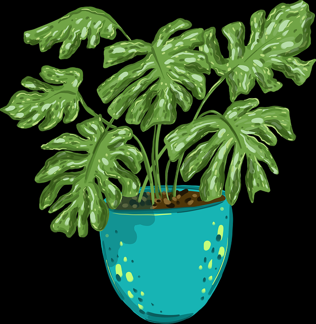 蘑菇视频ios#视觉盛宴#透视#氛围感#一键解码，蘑菇视频1.20